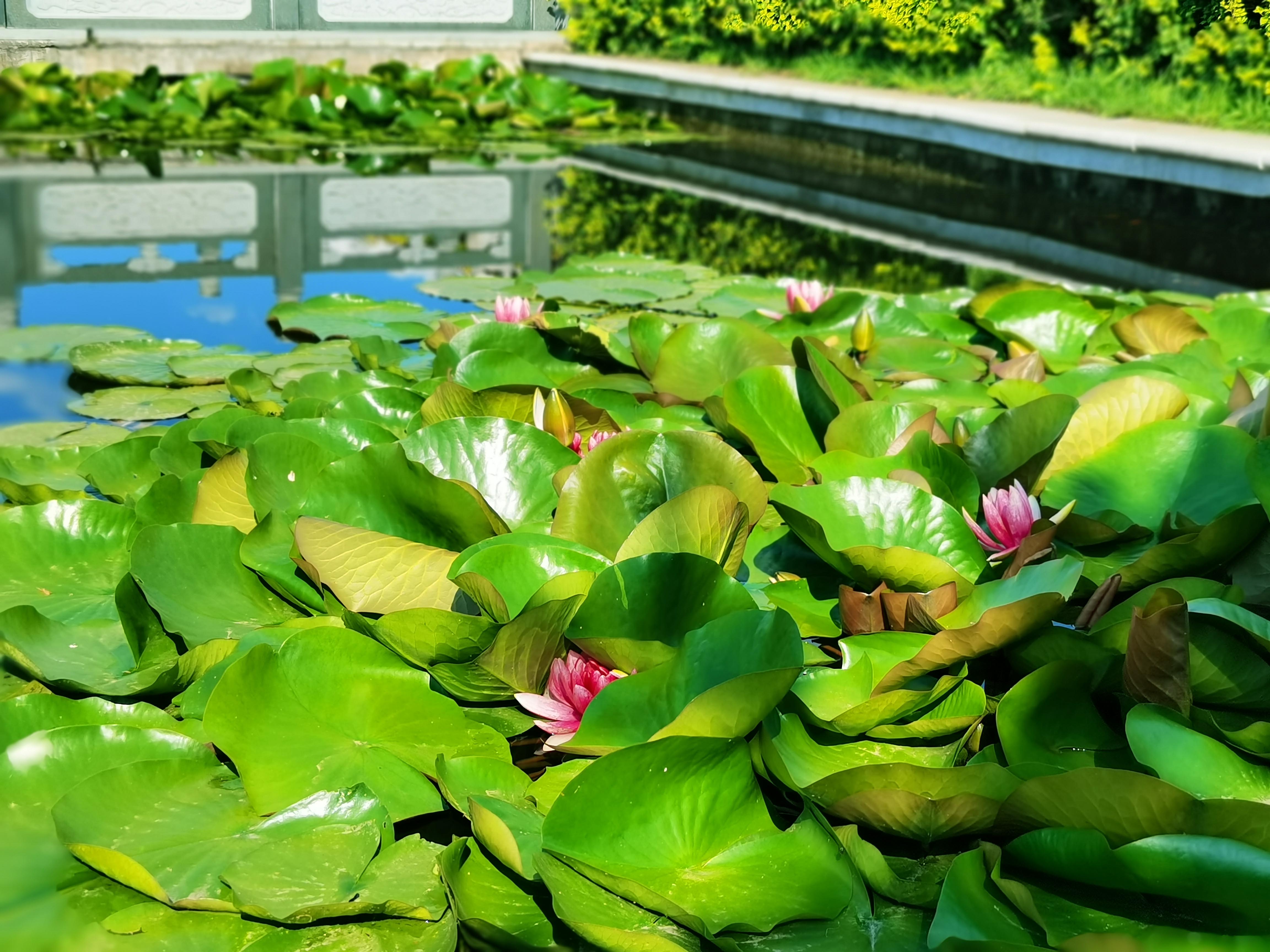 福山公墓荷花池